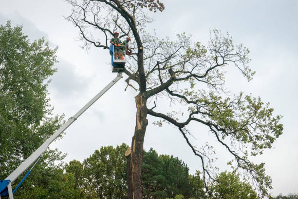 Trusted Springtown, TX  Tree Services Experts