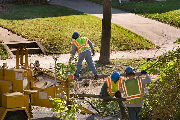 Best Leaf Removal Services  in Springtown, TX