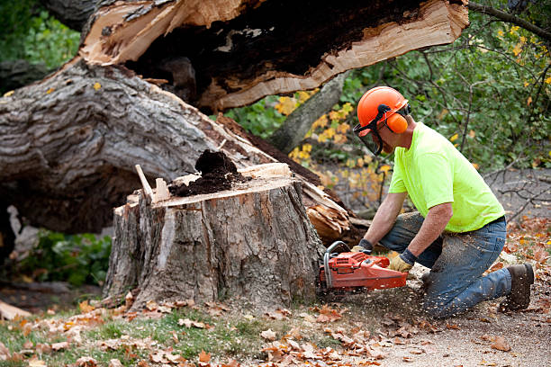 Best Tree Disease Treatment  in Springtown, TX